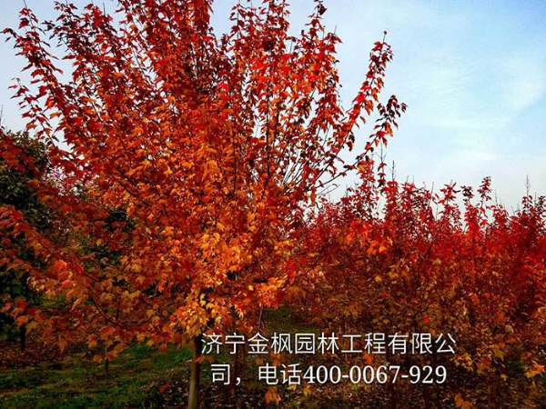 三、購(gòu)買(mǎi)我們紅楓具體流程是怎么進(jìn)行的？