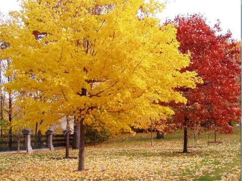 一、我們的紅楓為何能保障在同類(lèi)產(chǎn)品中價(jià)錢(qián)低？